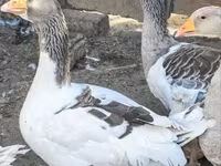 Geese — фото 2