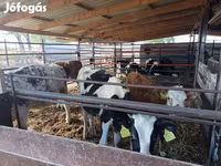 公牛, Cattle — 照片 3