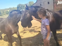 حصان, Nonius horse — الصورة 4