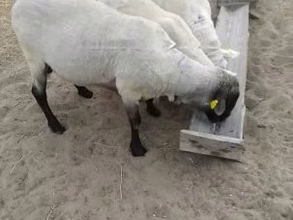 Ram, Tsigai sheep
