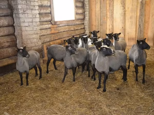 Ovan, Romanov sheep