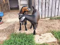 Bode, Nubian Goat — foto 6