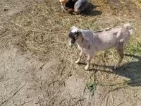 عنزة, Nubian Goat — الصورة 2