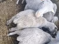 公羊, Merino sheep — 照片 2
