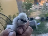 Silkie — zdjęcie 6