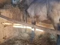 Pastuv, Arabian horse — fotografija 1