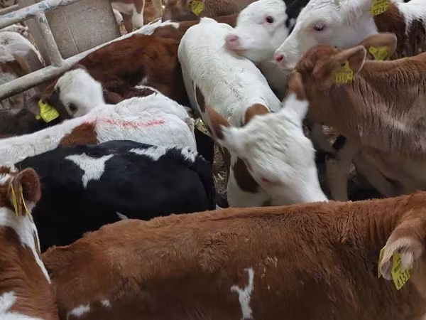 Buğa, Simmental cattle