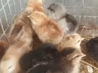 Chickens — الصورة 1
