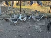 Guinea fowl — Foto 5