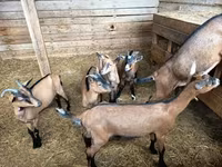Cabra, Alpine goat — foto 1