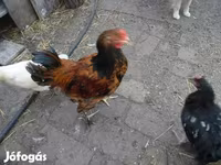 Chickens — Foto 5