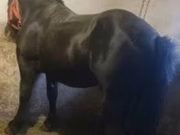 Horse (M), Horses