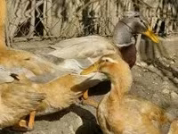 Ducks — zdjęcie 3
