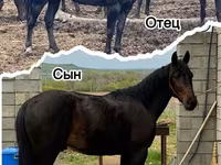 Pastuv, Karachay horse — fotografija 4