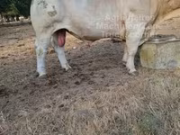 Bulle, Charolais cattle — Foto 2