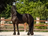 Kobyła, Friesian — zdjęcie 1