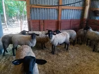 भेड़, White Suffolk sheep — फ़ोटो 3