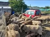 母羊, Sheep — 照片 2