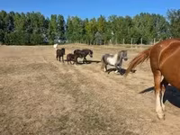 Mare, Horses — photo 7