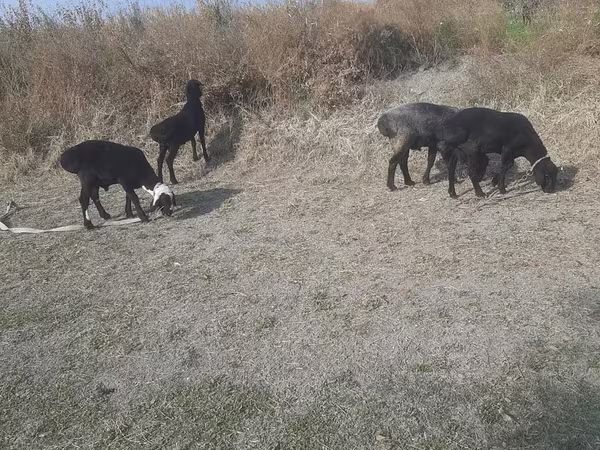 Bode, Cabras