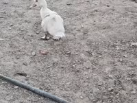 pato criollo doméstico — foto 8