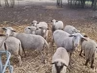 Baran, Owce — zdjęcie 6