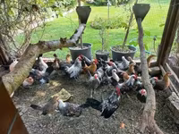 Holländisches Bantam — Foto 2