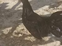 Ayam Cemani — foto 1