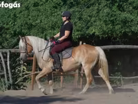 घोड़ी, Haflinger — फ़ोटो 2
