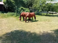 Mare, Horses — photo 1