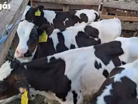 Бұқа, Russian Black pied cattle — 1-сурет
