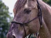 Pastuv, Quarter Horse — fotografija 7