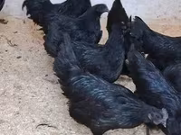 Ayam Cemani — zdjęcie 2