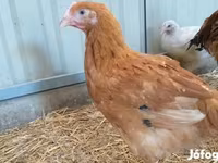 Chickens — 照片 2