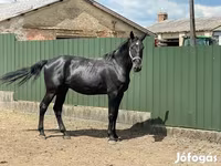 घोड़ा, Nonius horse — फ़ोटो 4