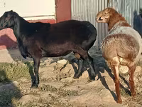 Ovan, Tian-Shan semifinewool sheep — fotografija 2