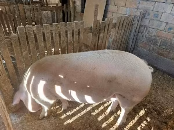 Verrat, Porcs