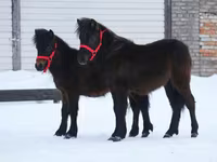 Pastuv, American shetland pony — fotografija 7