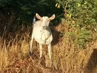 Cabra, Saanen goat — foto 2