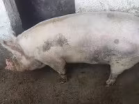 Eber, Schweine — Foto 2