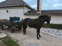 Égua, Cavalos — foto 4