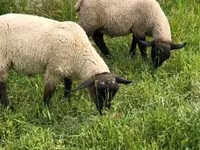 Widder, White Suffolk sheep — Foto 3