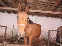 Pastuv, Manipuri pony — fotografija 1