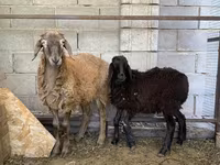 Ovan, Small-tailed Han sheep — fotografija 2