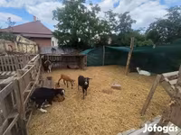 Ziegenbock, Nubian Goat — Foto 1