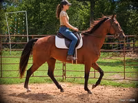 Kobila, Standardbred — fotografija 1