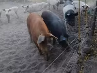 母猪, Pigs — 照片 2