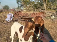 Cabra, Kamori goats — foto 4