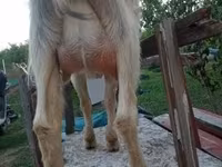 Cabra, Cabras — foto 2