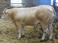 Bik, Blonde d’Aquitane cattle — fotografija 2